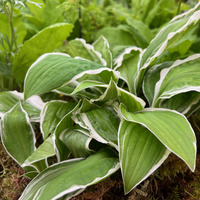 Hosta 'Twist of Lime'